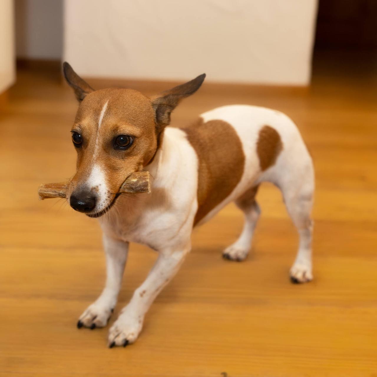 Ochsenziemer Hund 12 cm