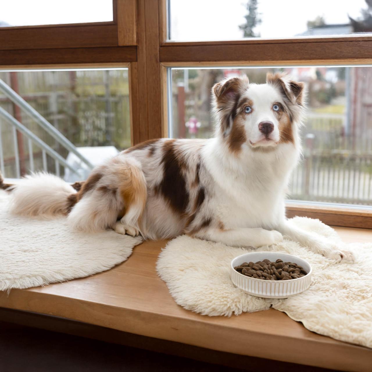 Hundefutter_Bestesfutter_Adult_Mit_Geflügel_Lachs_und_Rind Hundefutter_Bestesfutter_Adult_Mit_Geflügel_Lachs_und_Rind