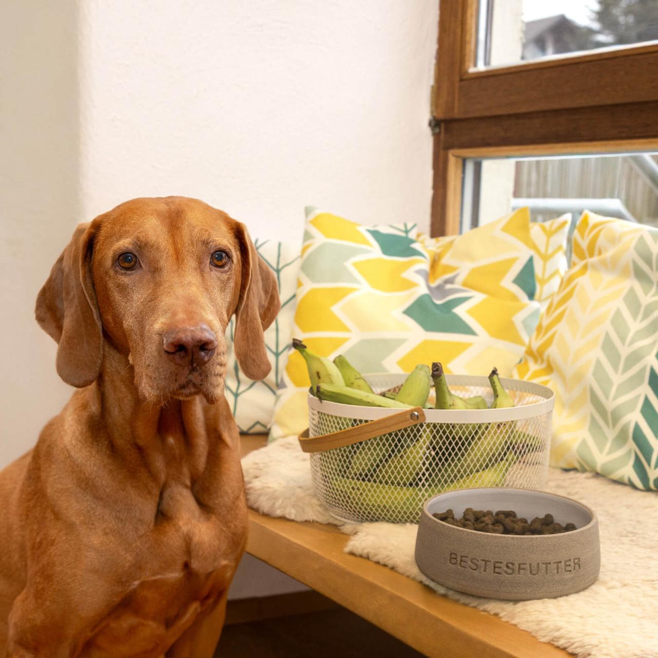 hundefutter_bestesfutter_senior_mit_banane hundefutter_bestesfutter_senior_mit_banane