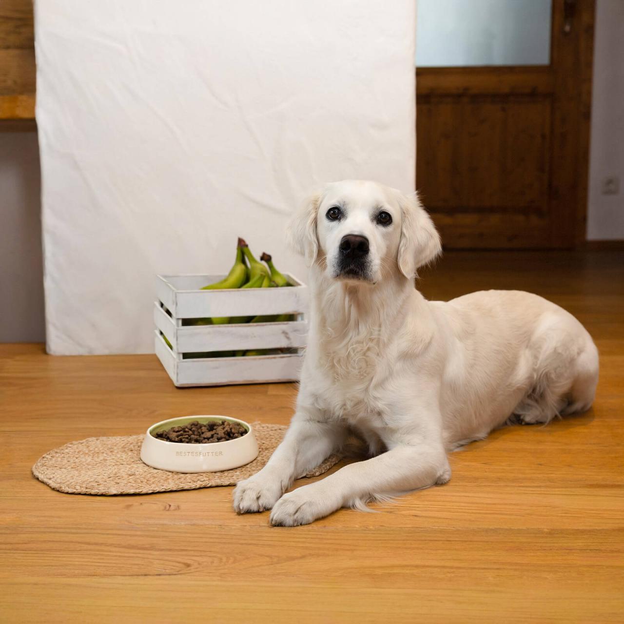 hundefutter_bestesfutter_fellow_mit_banane