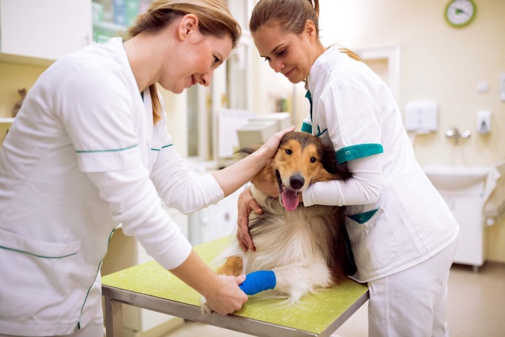 Wenn Ihr Hund plötzlich humpelt Ein Ratgeber von Bestesfutter