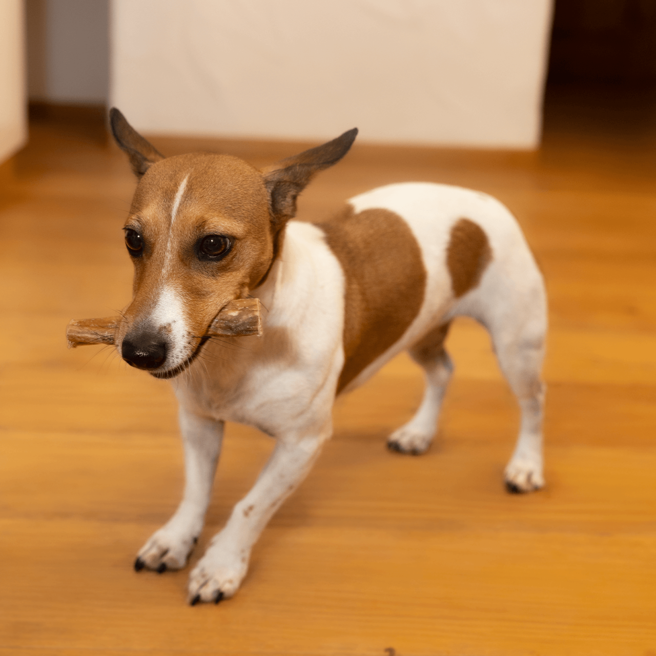 Ochsenziemer Hund 12 cm