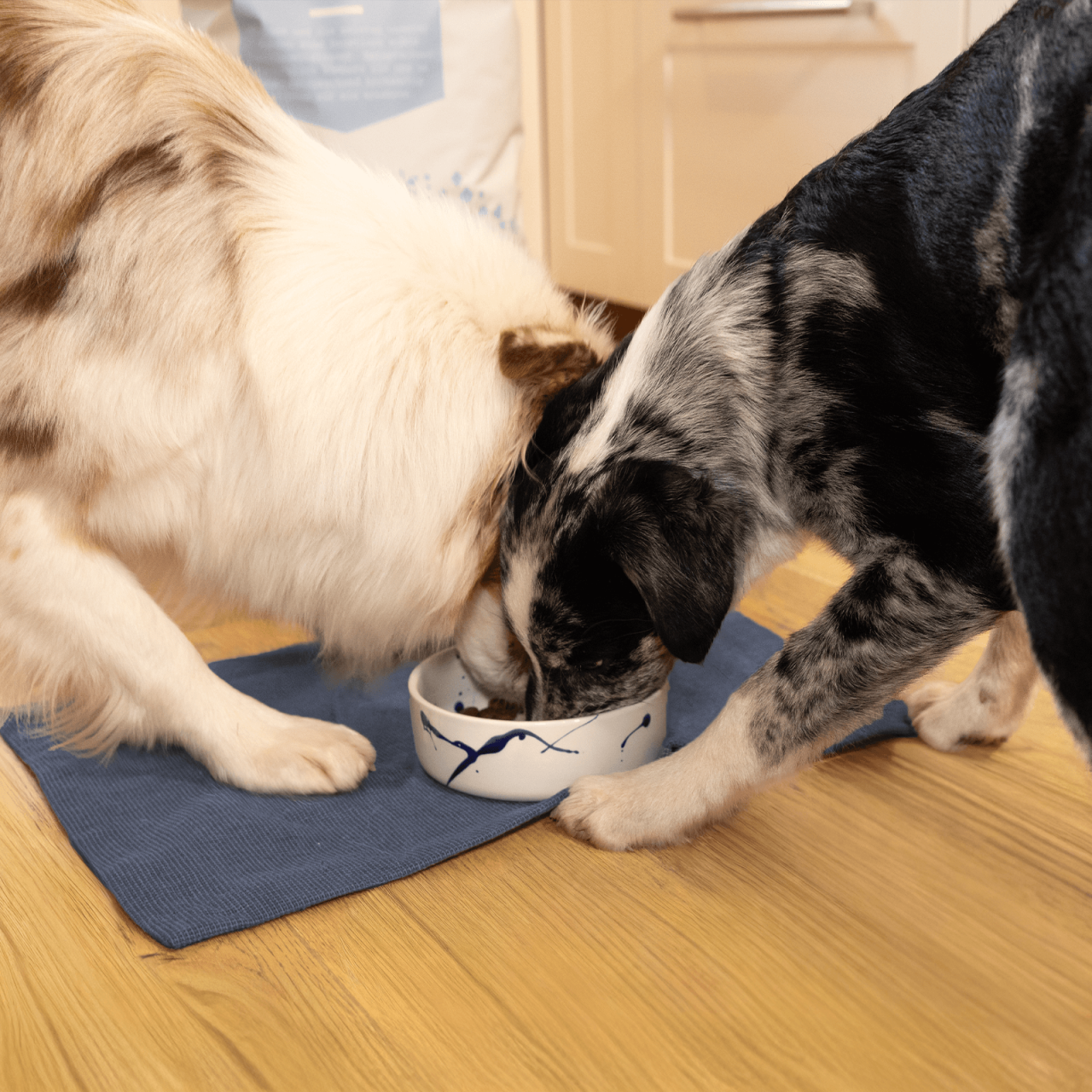 hundefutter_bestesfutter_fenrier_all_stages